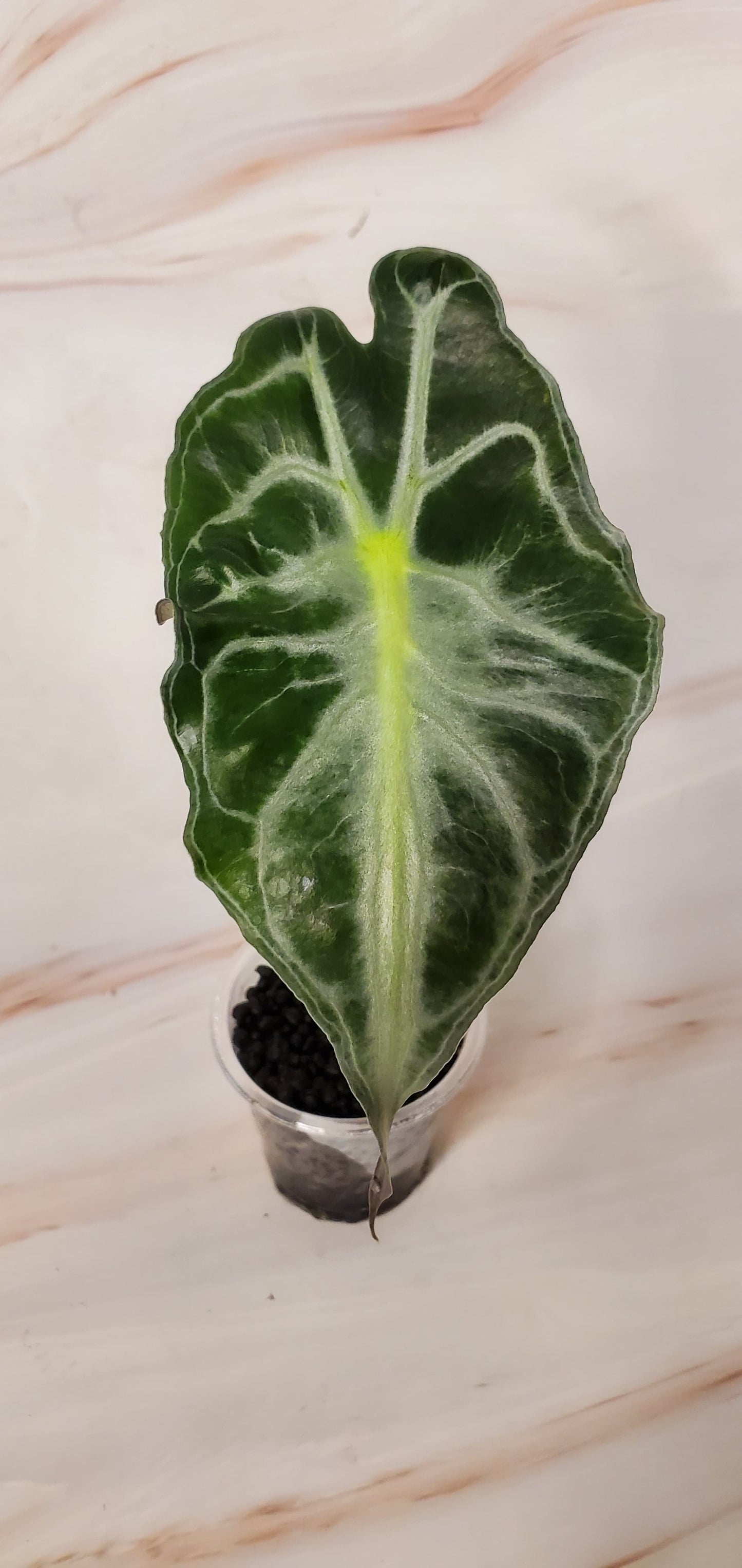 Alocasia Venom 2in | Rare Plants