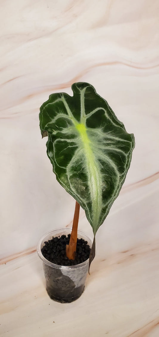 Alocasia Venom 2in | Rare Plants