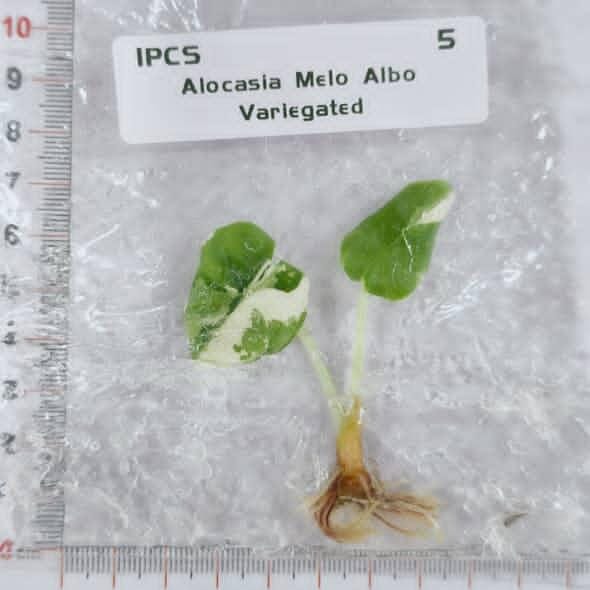 Alocasia Melo Albo Variegated