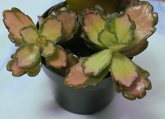 Kalanchoe 'Stained Glass' Succulent | Rare House Plants