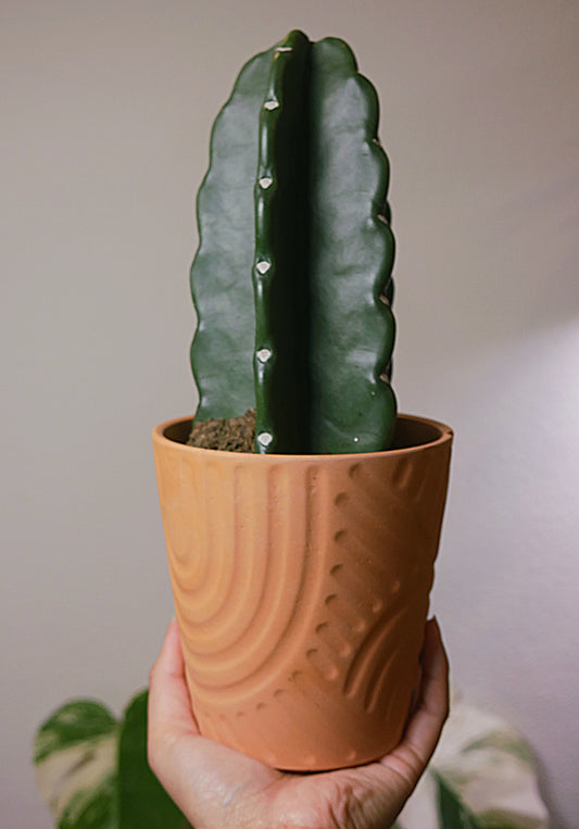 Cuddly Cactus | Cereus Jamacaru | Rare House Plants