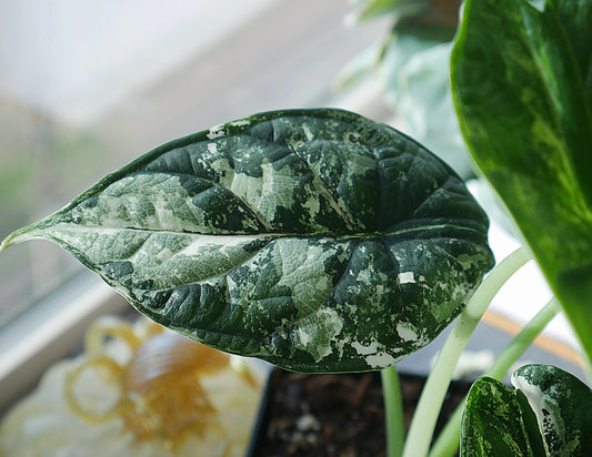 Alocasia Variegated Dragon Scale 3" EXACT Plant B