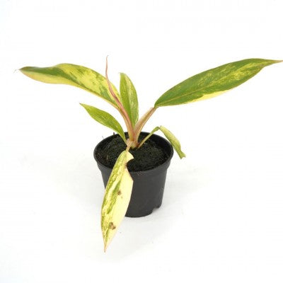 Philodendron Caramel Marble 2in | Rare Plant
