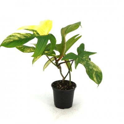 Philodendron Florida Beauty | Rare Plant