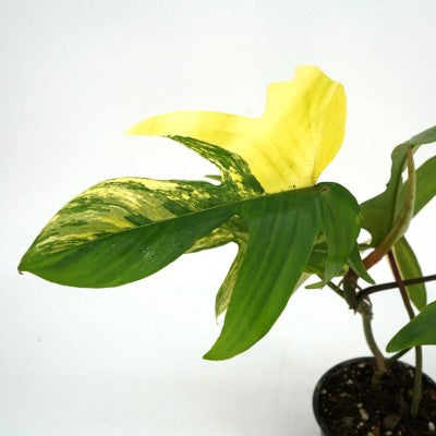 Philodendron Florida Beauty | Rare Plant