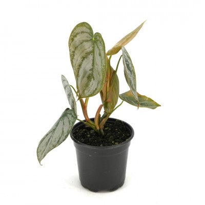 Philodendron Brandtianum | Rare Plants