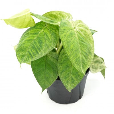 Syngonium macrophyllum 'Frosted Heart'