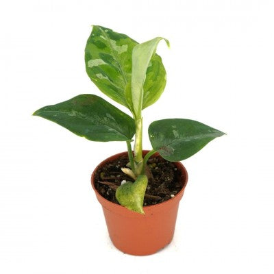 Aglaonema Pictum Tricolor 2in | Rare Plants