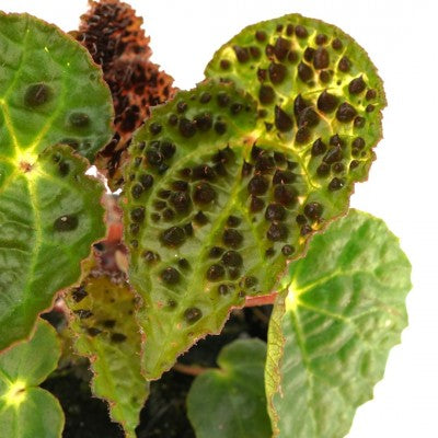 Begonia ferox | Fierce Begonia 4in
