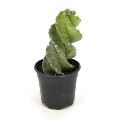Cereus forbesii 'Spiralis' | Twisted Spiral Cactus 4in