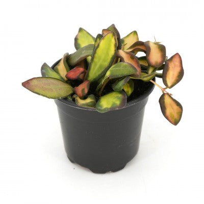 Hoya DS-70 Variegated | Rare Plants