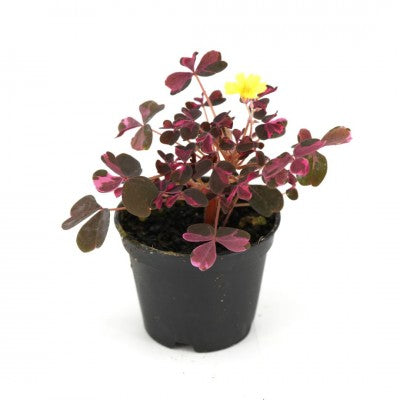 Oxalis Triangularis Plum Crazy | Shamrock