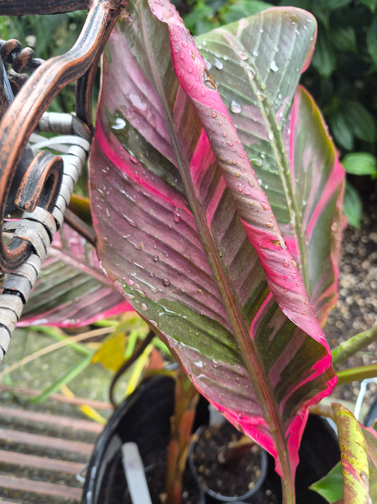 Banana Musa Nono Pink | Rare Plants